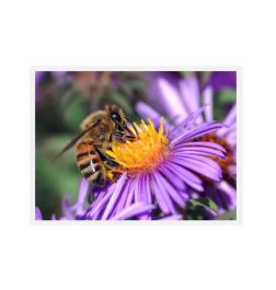 Bienen Formel - DMT-BH19 | Varroa Milben